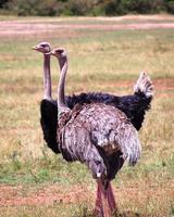 avestruces foto