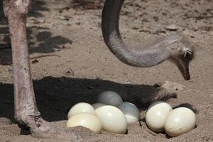 Ostrich (Struthio camelus) inspects its eggs in the nest.
