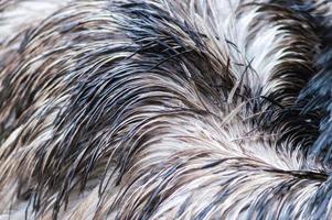 Fondo de plumas de avestruz. foto