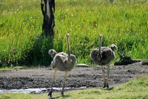 avestruces curiosas