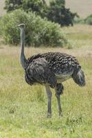 avestruz hembra foto
