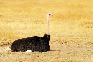 masai mara avestruz foto