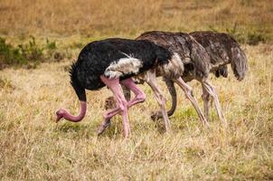 Animals in Kenya photo
