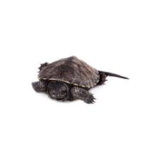 tortuga acuática europea del estanque en blanco