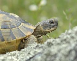 Spur-thighed tortoise or Greek tortoise (Testudo graeca) photo