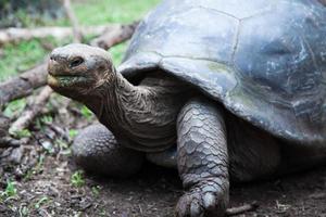 Giant Tortoise photo