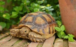 turtle photo
