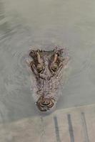 cabeza de cocodrilo cuando flota en el agua
