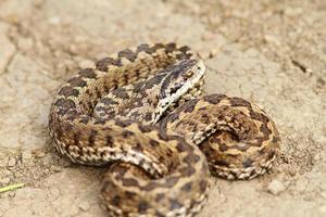 hungarian meadow adder ready to strike photo