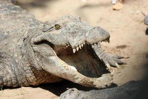 Crocodile with his mouth open photo