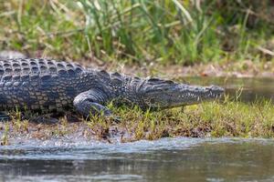 Wildlife crocodile photo