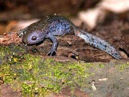 Mole Salamander in Illinois