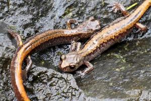 Larch Mountain Salamanders