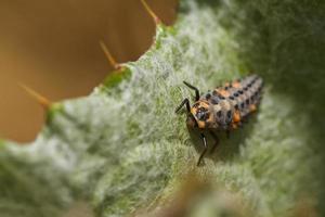 Ladybug larva photo