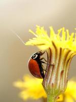 Red ladybug stands on a yellow flower