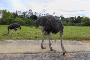 African ostrich grazing