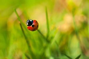 Ladybug. photo