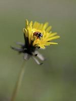 vintage photo of ladybug on grass