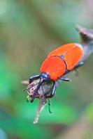 Insectos escarabajo naranja en bosques tropicales de Tailandia