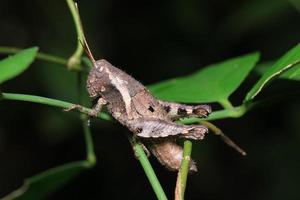 Grasshopper in nature photo