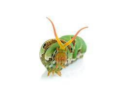 Close up caterpillar isolated on the white background photo