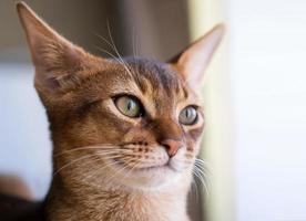 Purebred abyssinian cat photo