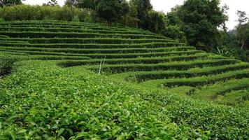 tea garden photo