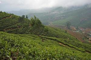 Sri Lanka, Nuwara Eliya, té de Bush, Ceilán,