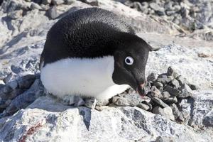 pingüino adelie hembra sentado en el nido y observador aterrador