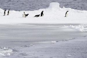 Adelie Penguins and Ice.