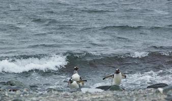 pingüinos gentoo que llegan del mar