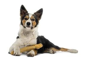 Border collie lying with a bone, isolated on white photo