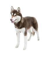 Five-month puppy Siberian husky chocolate color standing on whit photo