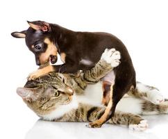 peleas de gatos con un perro