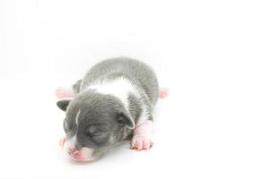 Blue and White Puppy photo