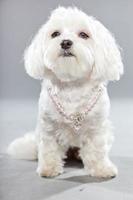 blanco joven perro maltés con collar rosa. Foto de estudio