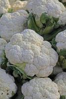 Cauliflower, Brassica oleracea var. botrytis