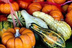 Fall pumpkins and squash photo