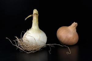 onions photo