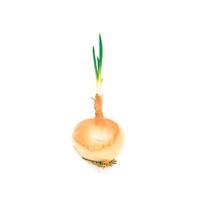 Sprouting onion photo