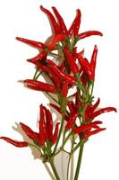 Pepper. Chile. Acute. Red. Useful products photo