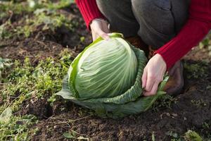 Cabbage harvest photo