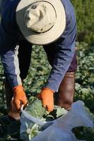 Harvesting Cabbage photo