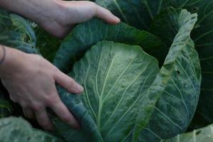 Cabbage harvest photo