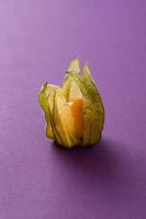 physalis on violet background