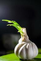 Garlic on dark background photo