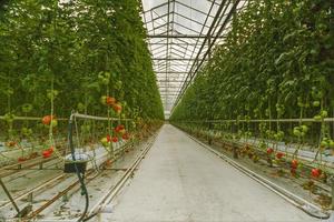 Greenhouse technology photo