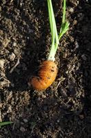 orange Carrot in the soil
