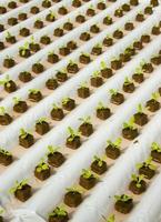 Simple Hydroponic System Growing Lettuce photo