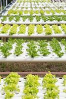 hydroponic Vegetables photo